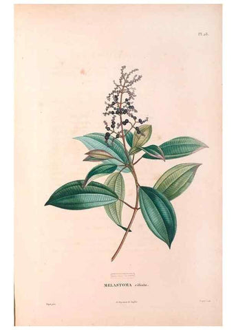 Reproducción/Reproduction 48979114038: Monographie des melastomacées,. Londres,Gide,1833.. 