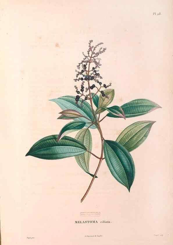 Reproducción/Reproduction 48979114038: Monographie des melastomacées,. Londres,Gide,1833.. 