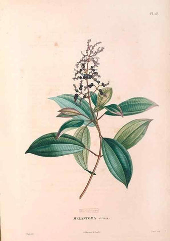 Reproducción/Reproduction 48979114038: Monographie des melastomacées,. Londres,Gide,1833.. 