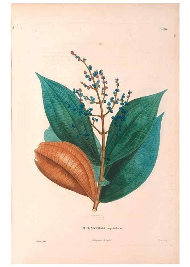 Reproducción/Reproduction 48979852817: Monographie des melastomacées,. Londres,Gide,1833.. 