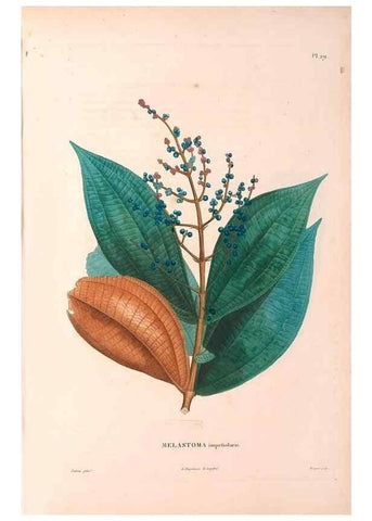 Reproducción/Reproduction 48979852817: Monographie des melastomacées,. Londres,Gide,1833.. 