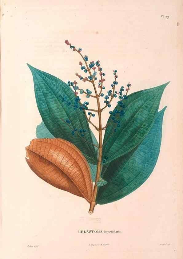 Reproducción/Reproduction 48979852817: Monographie des melastomacées,. Londres,Gide,1833.. 