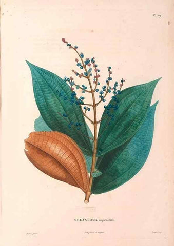 Reproducción/Reproduction 48979852817: Monographie des melastomacées,. Londres,Gide,1833.. 