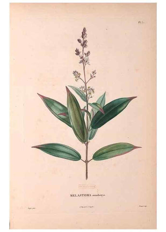 Reproducción/Reproduction 48979853112: Monographie des melastomacées,. Londres,Gide,1833.. 