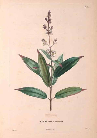 Reproducción/Reproduction 48979853112: Monographie des melastomacées,. Londres,Gide,1833.. 