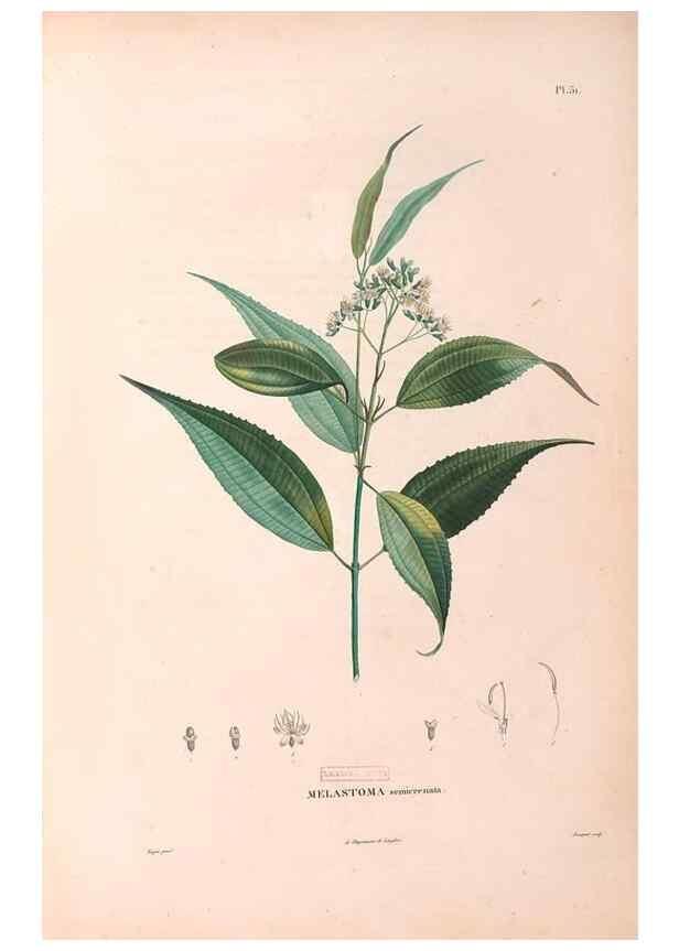 Reproducción/Reproduction 48979861372: Monographie des melastomacées,. Londres,Gide,1833.. 