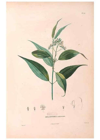 Reproducción/Reproduction 48979861372: Monographie des melastomacées,. Londres,Gide,1833.. 
