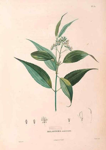 Reproducción/Reproduction 48979861372: Monographie des melastomacées,. Londres,Gide,1833.. 