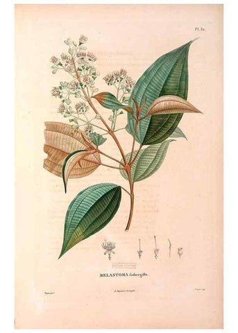 Reproducción/Reproduction 48979861707: Monographie des melastomacées,. Londres,Gide,1833.. 