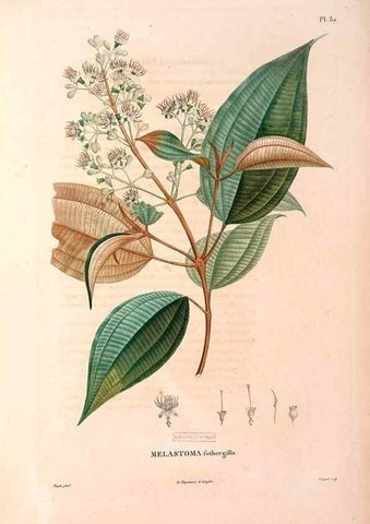 Reproducción/Reproduction 48979861707: Monographie des melastomacées,. Londres,Gide,1833.. 