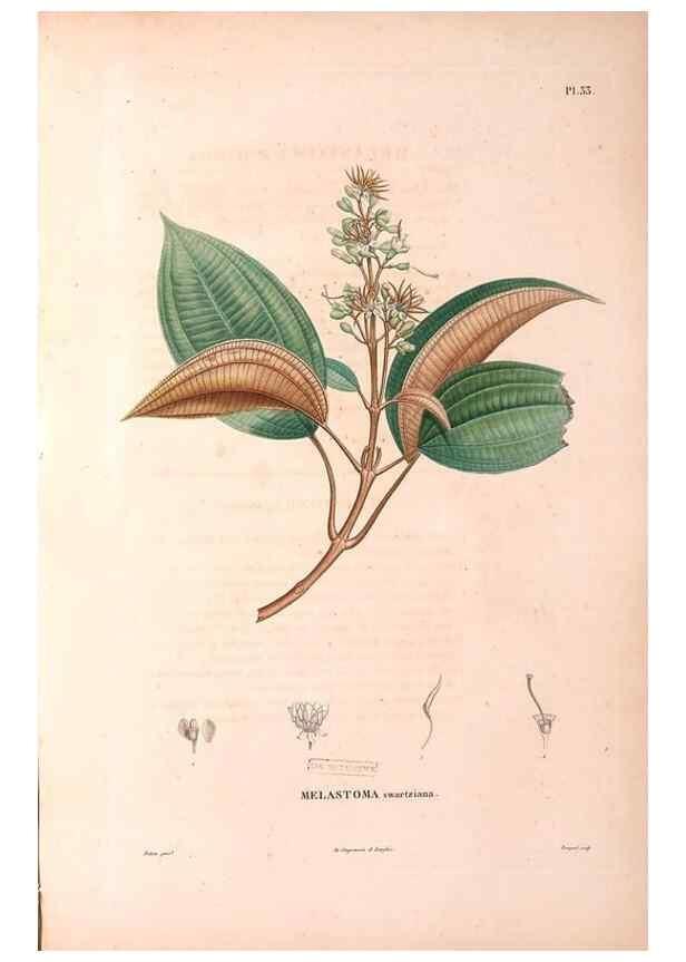 Reproducción/Reproduction 48979682986: Monographie des melastomacées,. Londres,Gide,1833.. 