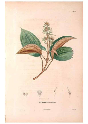 Reproducción/Reproduction 48979682986: Monographie des melastomacées,. Londres,Gide,1833.. 