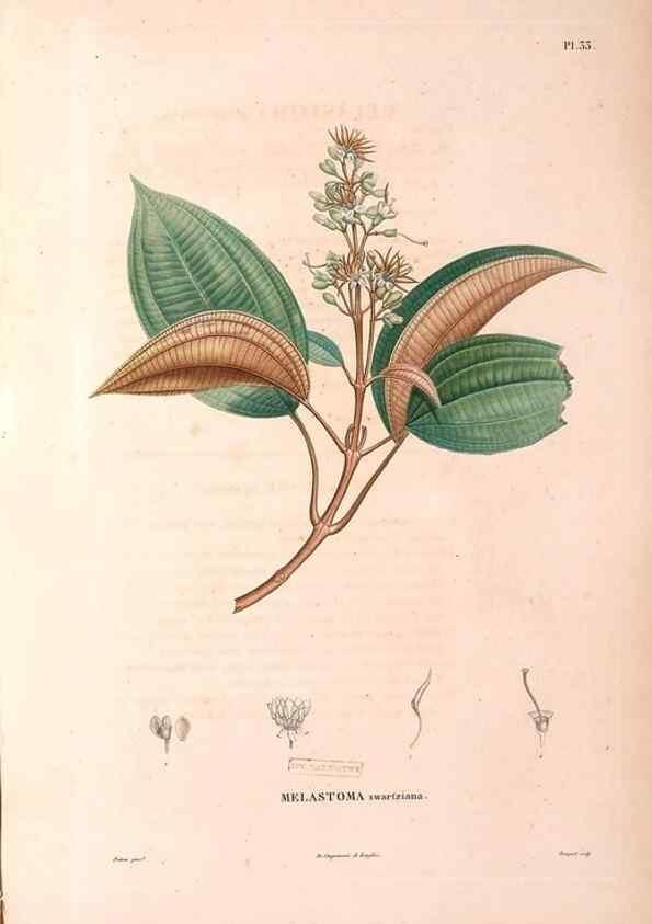 Reproducción/Reproduction 48979682986: Monographie des melastomacées,. Londres,Gide,1833.. 