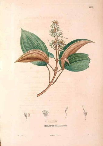 Reproducción/Reproduction 48979682986: Monographie des melastomacées,. Londres,Gide,1833.. 