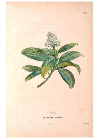 Reproducción/Reproduction 48979113613: Monographie des melastomacées,. Londres,Gide,1833.. 