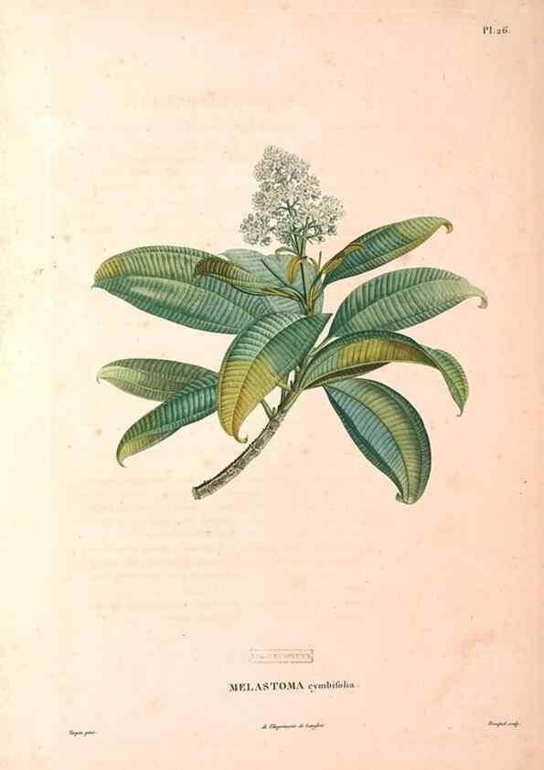Reproducción/Reproduction 48979113613: Monographie des melastomacées,. Londres,Gide,1833.. 