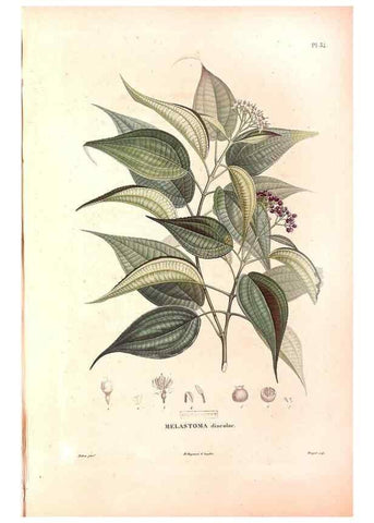 Reproducción/Reproduction 48979683216: Monographie des melastomacées,. Londres,Gide,1833.. 