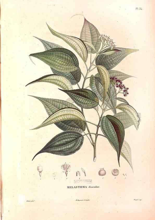 Reproducción/Reproduction 48979683216: Monographie des melastomacées,. Londres,Gide,1833.. 