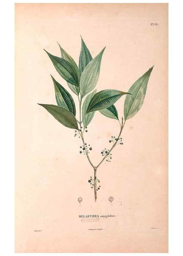 Reproducción/Reproduction 48979683666: Monographie des melastomacées,. Londres,Gide,1833.. 
