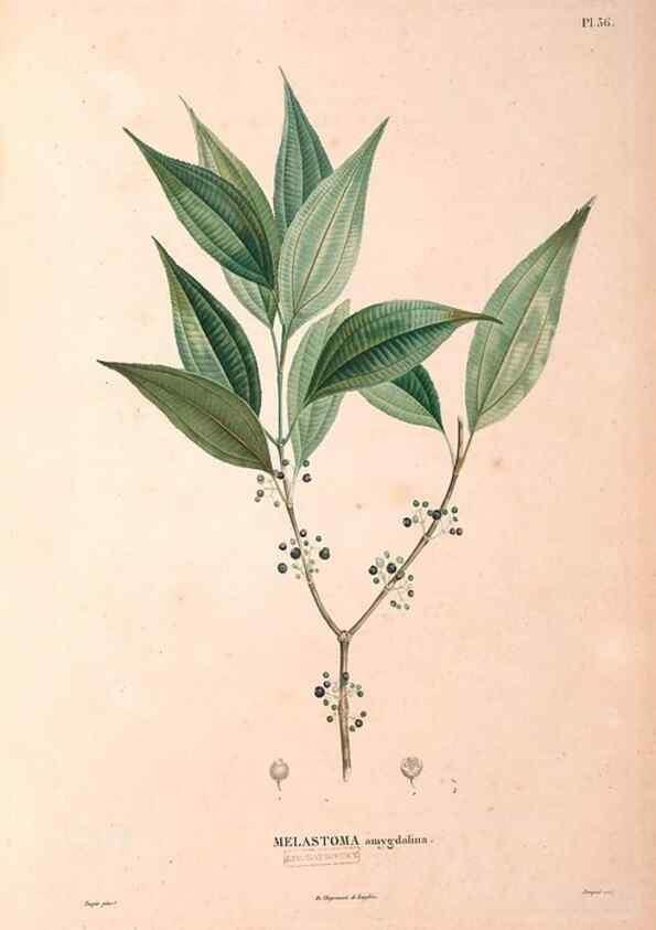 Reproducción/Reproduction 48979683666: Monographie des melastomacées,. Londres,Gide,1833.. 