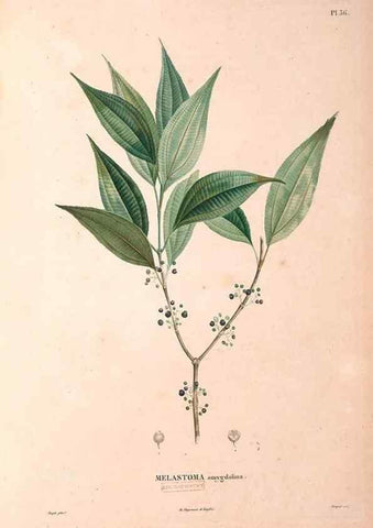 Reproducción/Reproduction 48979683666: Monographie des melastomacées,. Londres,Gide,1833.. 