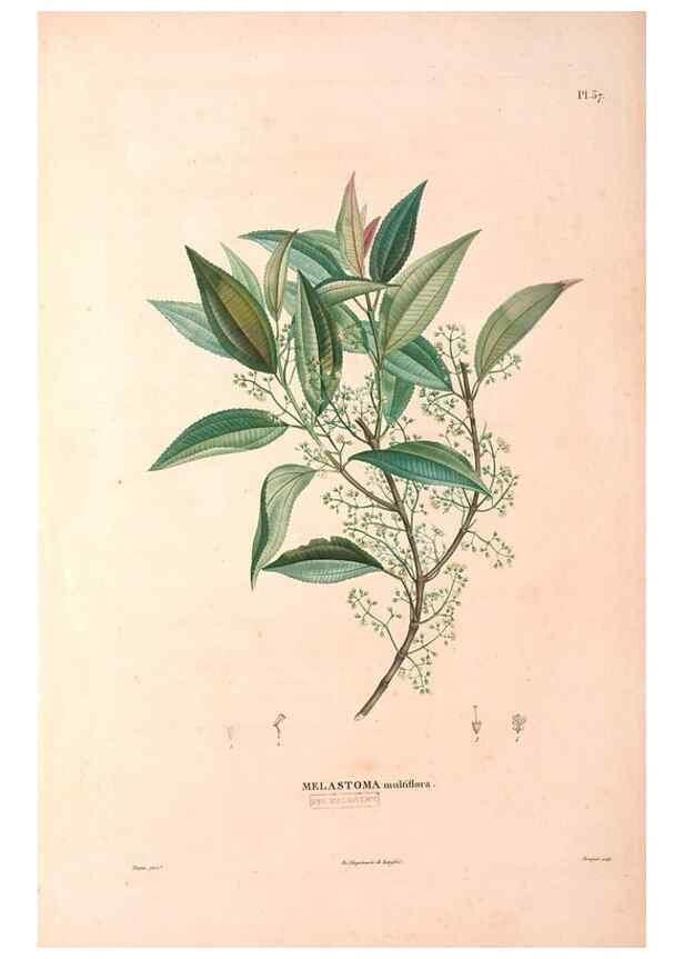 Reproducción/Reproduction 48979683971: Monographie des melastomacées,. Londres,Gide,1833.. 