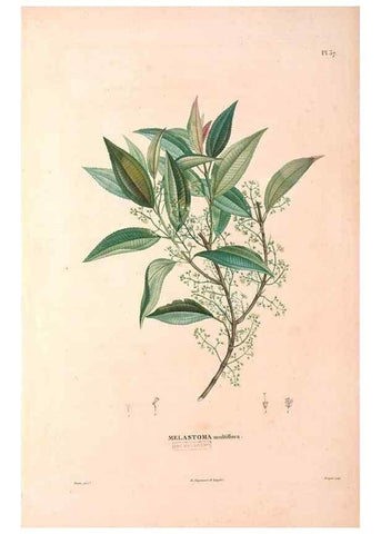 Reproducción/Reproduction 48979683971: Monographie des melastomacées,. Londres,Gide,1833.. 
