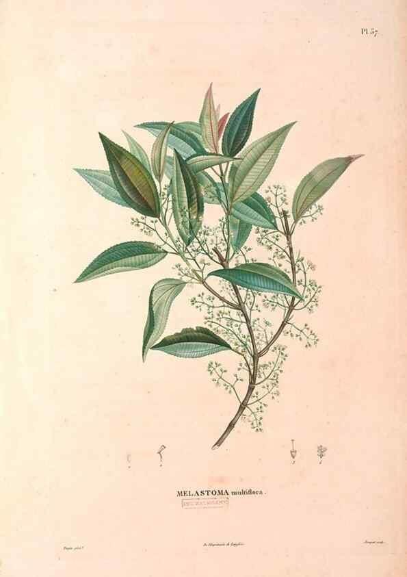 Reproducción/Reproduction 48979683971: Monographie des melastomacées,. Londres,Gide,1833.. 