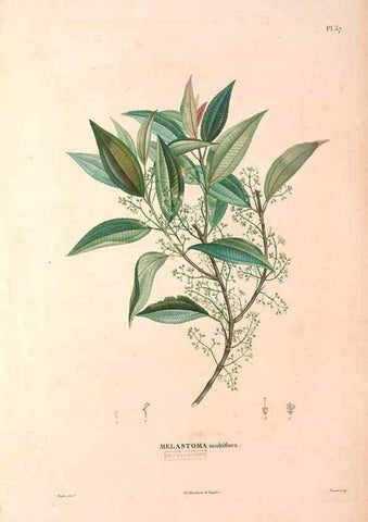 Reproducción/Reproduction 48979683971: Monographie des melastomacées,. Londres,Gide,1833.. 