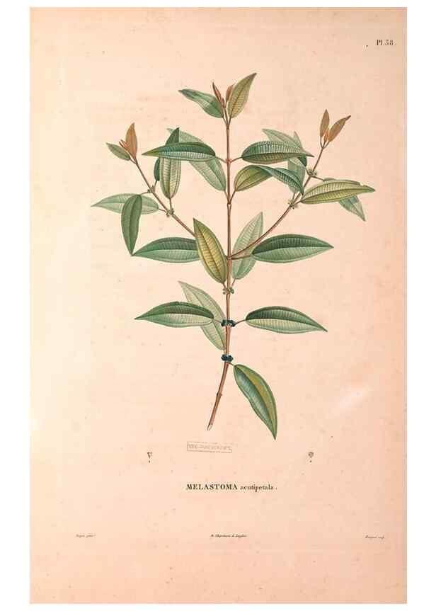 Reproducción/Reproduction 48979125023: Monographie des melastomacées,. Londres,Gide,1833.. 