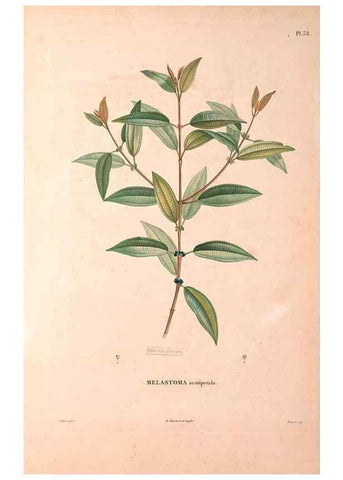 Reproducción/Reproduction 48979125023: Monographie des melastomacées,. Londres,Gide,1833.. 