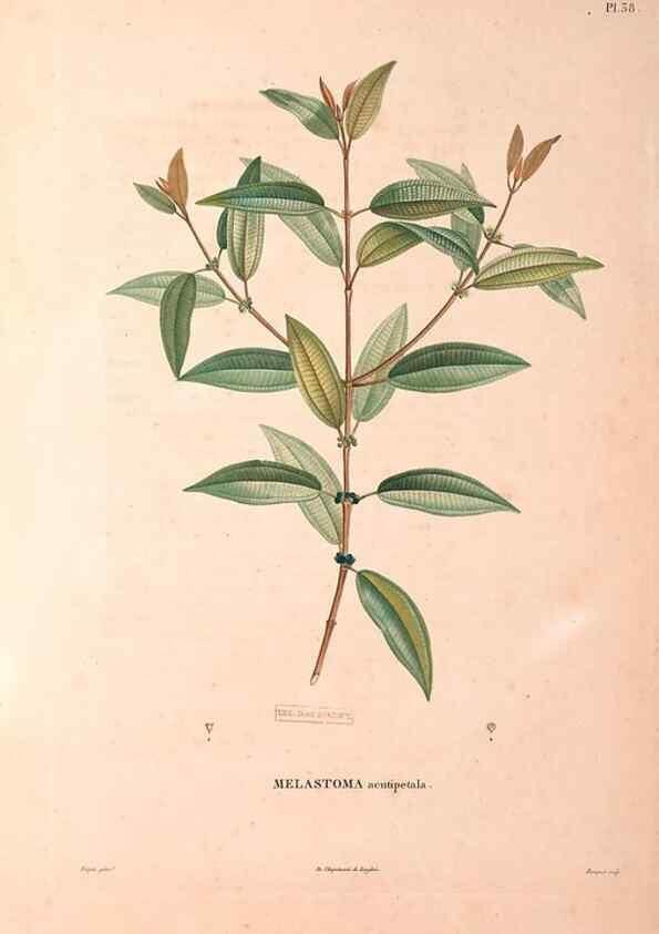 Reproducción/Reproduction 48979125023: Monographie des melastomacées,. Londres,Gide,1833.. 