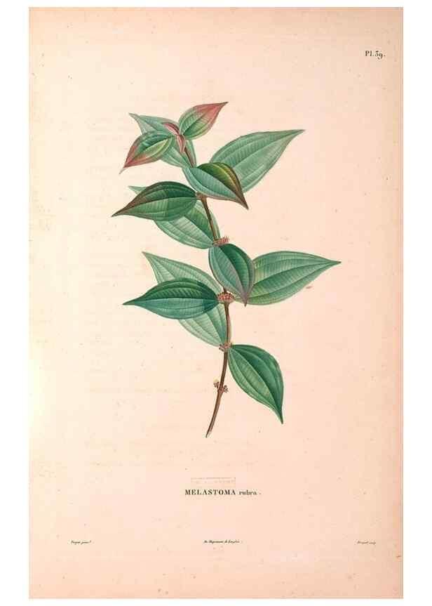 Reproducción/Reproduction 48979684486: Monographie des melastomacées,. Londres,Gide,1833.. 