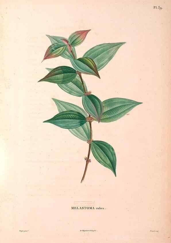 Reproducción/Reproduction 48979684486: Monographie des melastomacées,. Londres,Gide,1833.. 