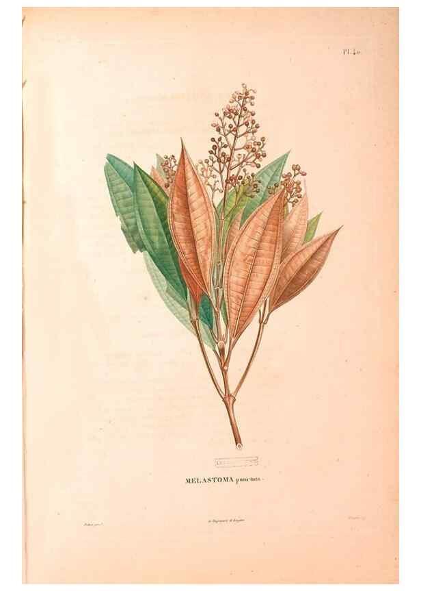 Reproducción/Reproduction 48979125573: Monographie des melastomacées,. Londres,Gide,1833.. 