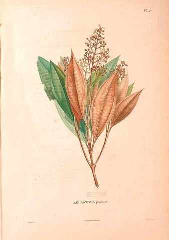 Reproducción/Reproduction 48979125573: Monographie des melastomacées,. Londres,Gide,1833.. 