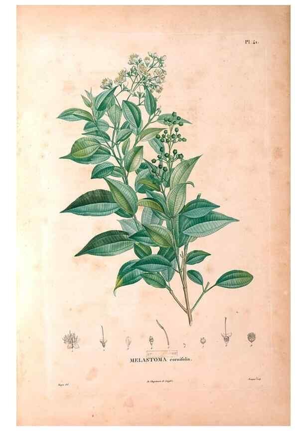 Reproducción/Reproduction 48979864467: Monographie des melastomacées,. Londres,Gide,1833.. 