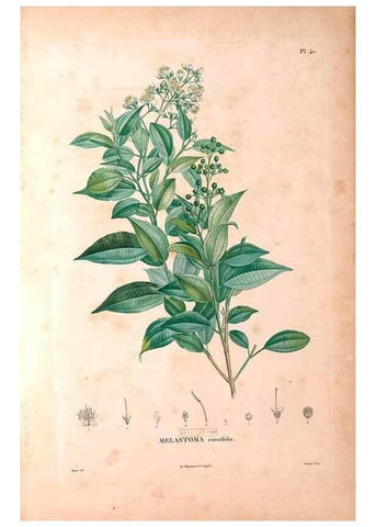 Reproducción/Reproduction 48979864467: Monographie des melastomacées,. Londres,Gide,1833.. 