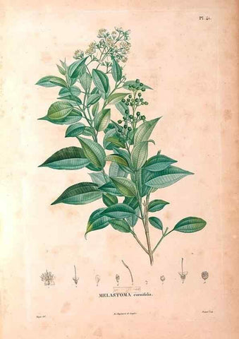 Reproducción/Reproduction 48979864467: Monographie des melastomacées,. Londres,Gide,1833.. 