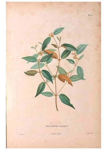Reproducción/Reproduction 48979126558: Monographie des melastomacées,. Londres,Gide,1833.. 