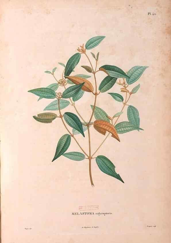 Reproducción/Reproduction 48979126558: Monographie des melastomacées,. Londres,Gide,1833.. 