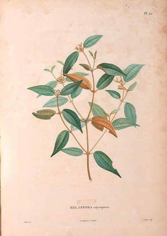 Reproducción/Reproduction 48979126558: Monographie des melastomacées,. Londres,Gide,1833.. 