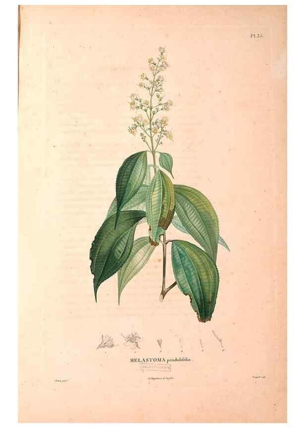 Reproducción/Reproduction 48979124348: Monographie des melastomacées,. Londres,Gide,1833.. 