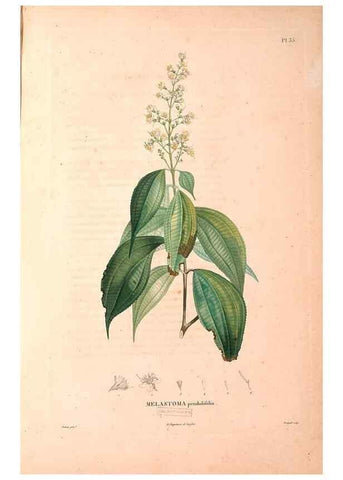 Reproducción/Reproduction 48979124348: Monographie des melastomacées,. Londres,Gide,1833.. 