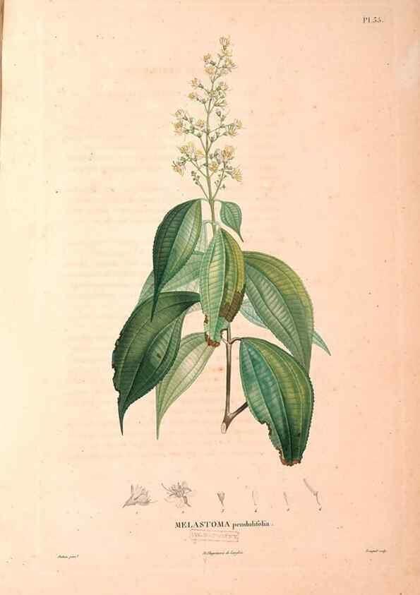 Reproducción/Reproduction 48979124348: Monographie des melastomacées,. Londres,Gide,1833.. 