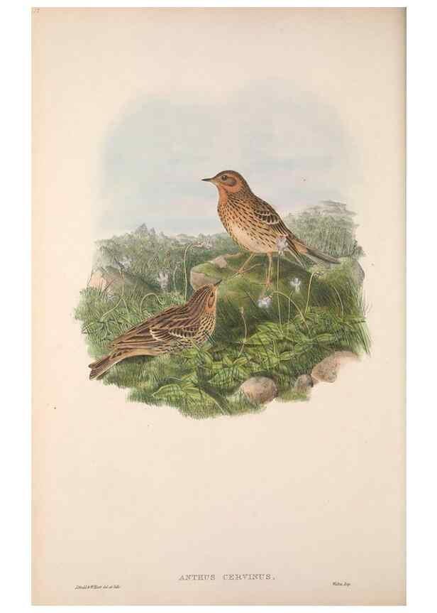 Reproducción/Reproduction 48914292038: The birds of Great Britain. London :Printed by Taylor and Francis, published by the author,1873.. 