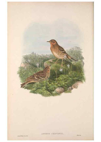 Reproducción/Reproduction 48914292038: The birds of Great Britain. London :Printed by Taylor and Francis, published by the author,1873.. 
