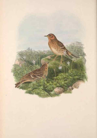Reproducción/Reproduction 48914292038: The birds of Great Britain. London :Printed by Taylor and Francis, published by the author,1873.. 