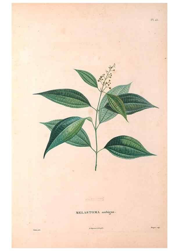 Reproducción/Reproduction 48979851887: Monographie des melastomacées,. Londres,Gide,1833.. 