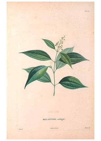 Reproducción/Reproduction 48979851887: Monographie des melastomacées,. Londres,Gide,1833.. 